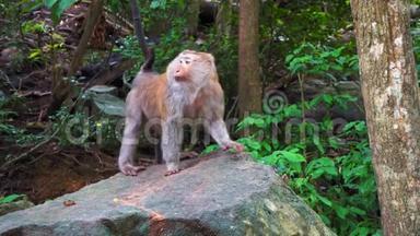 猴子在亚洲热带森林的岩石上。 猴子山，神圣的动物。